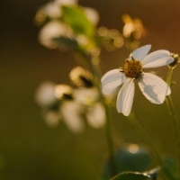 ���̰��ᣡ�ر��ʺ�����ѧϰ������ȡ��+��ͼС����